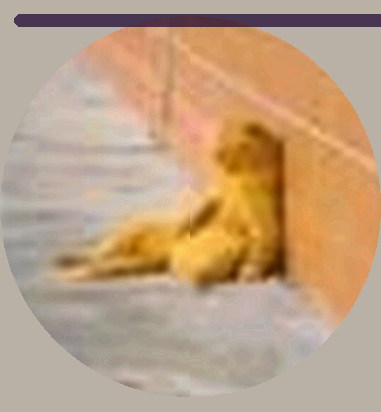 马丽